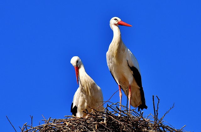 ドイツ国鳥 シュバシコウ とは 意味や由来は ドイツbuzz